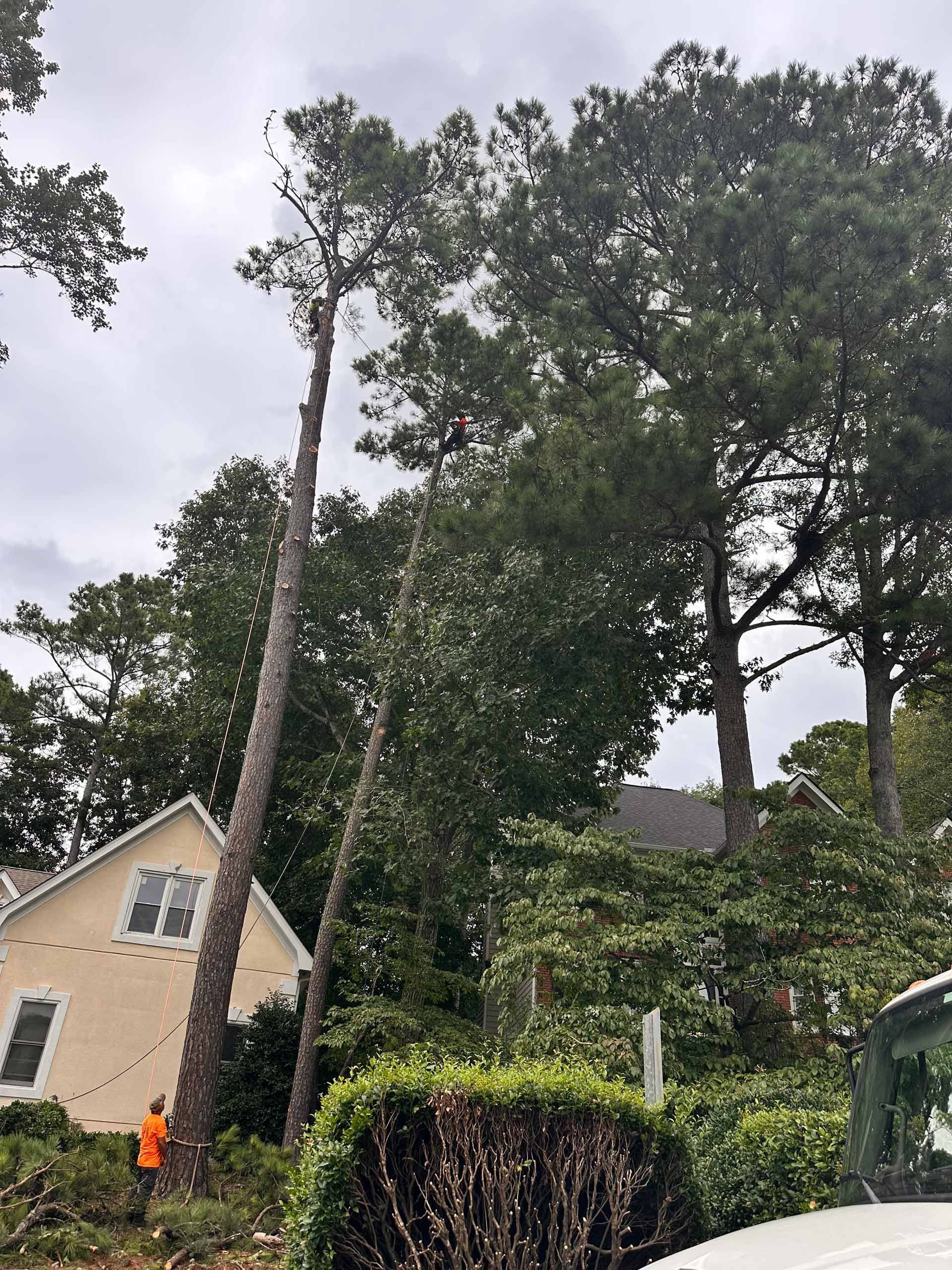 A worker in an orange vest trims a tall pine tree next to a yellow house under a cloudy sky.