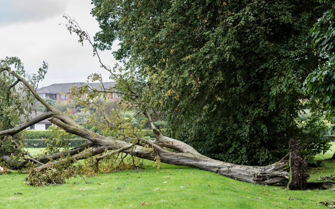 Professional Storm Damage Cleanup Keeps You Safe | Gordon Pro Tree Service