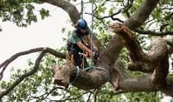 An arborist in protective gear uses a chainsaw to prune a large tree branch while suspended by ropes.