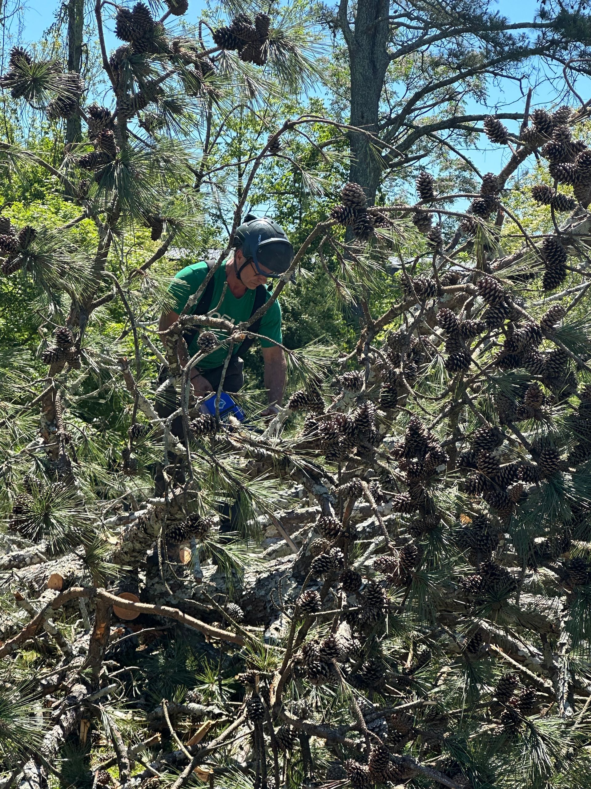 A person wearing a helmet and green shirt works in a dense tree filled with dark, clustered pinecones.