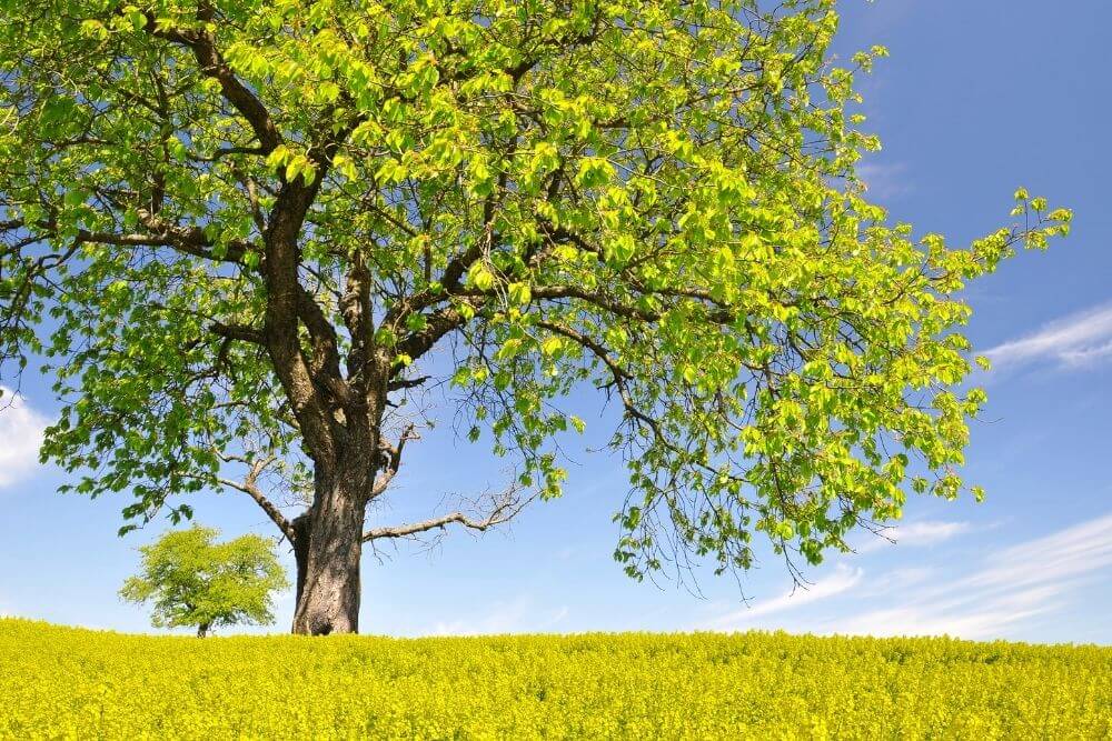 Call Gordon Pro Tree Service for Spring Tree Maintenance