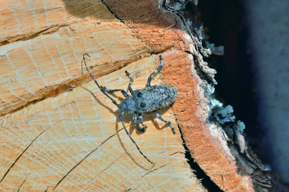 Common Wood-Boring Insects in Georgia That Can Damage Your Trees