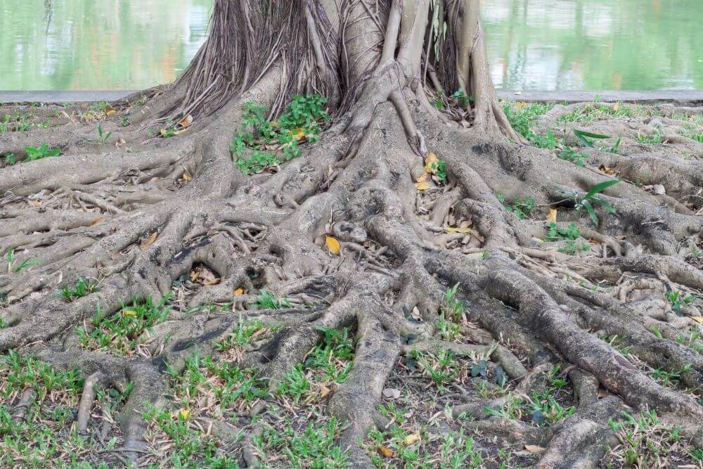 Four Signs Your Tree Roots Have Damaged the Plumbing