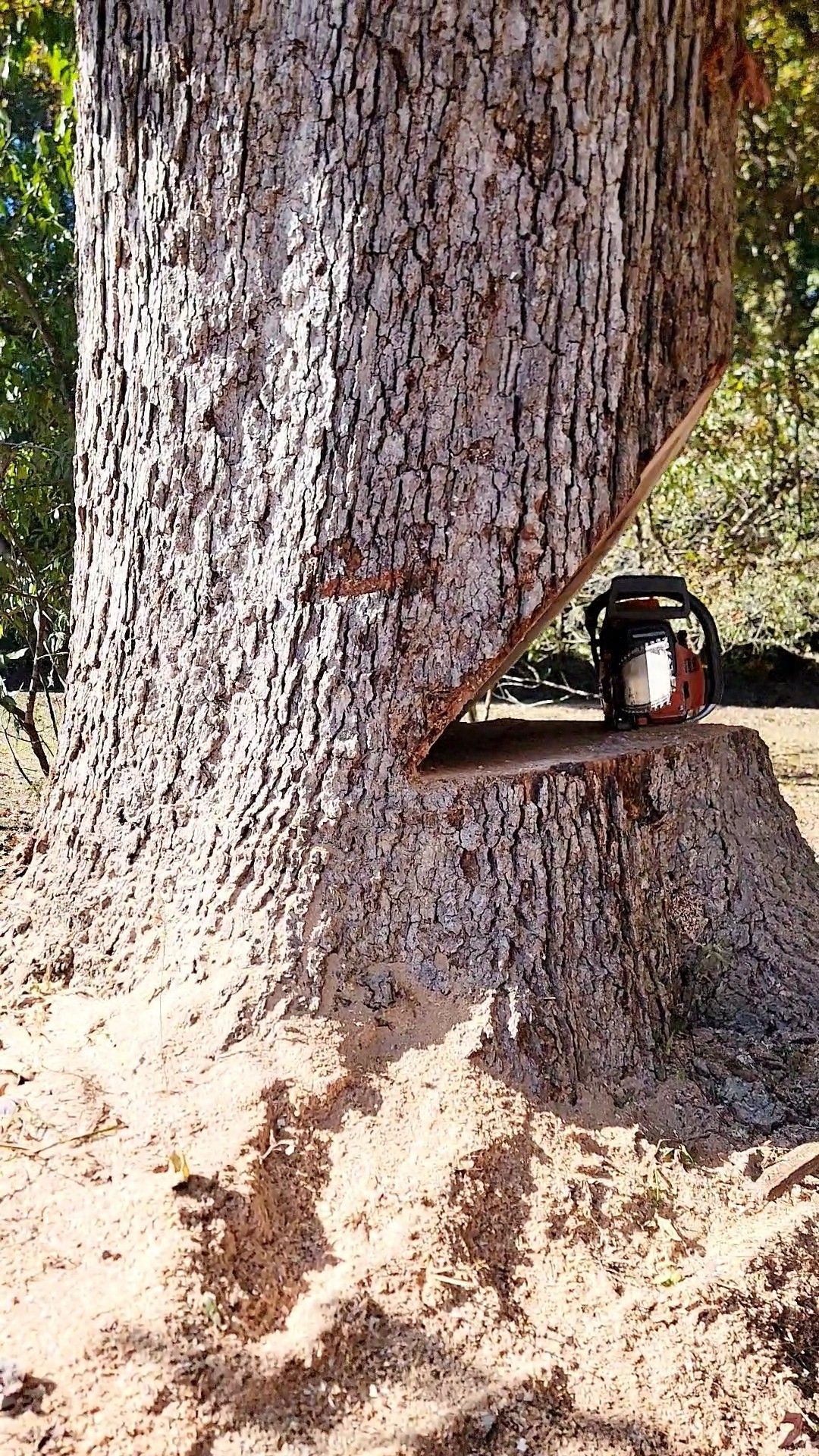 Tree Removal Services Images Ten | Gainesville, GA | Gordon Pro Tree Service