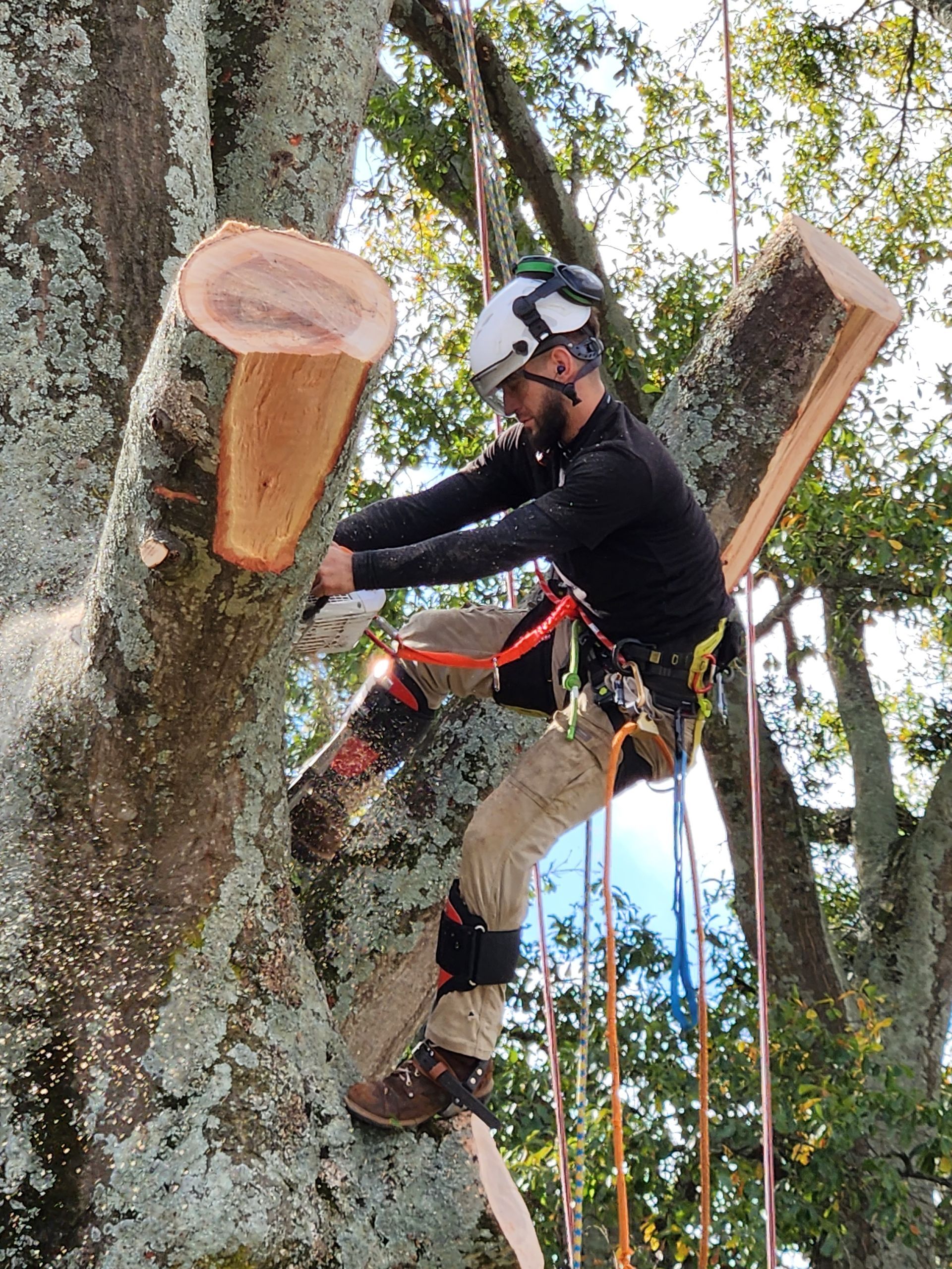 Tree Removal Services Images Three | Gainesville, GA | Gordon Pro Tree Service
