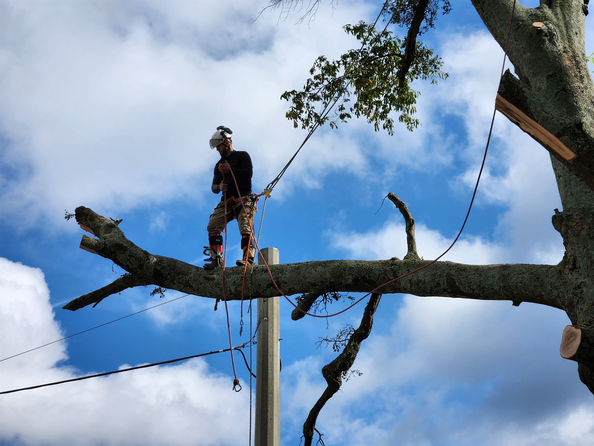 Tree Removal Services Images Four | Gainesville, GA | Gordon Pro Tree Service