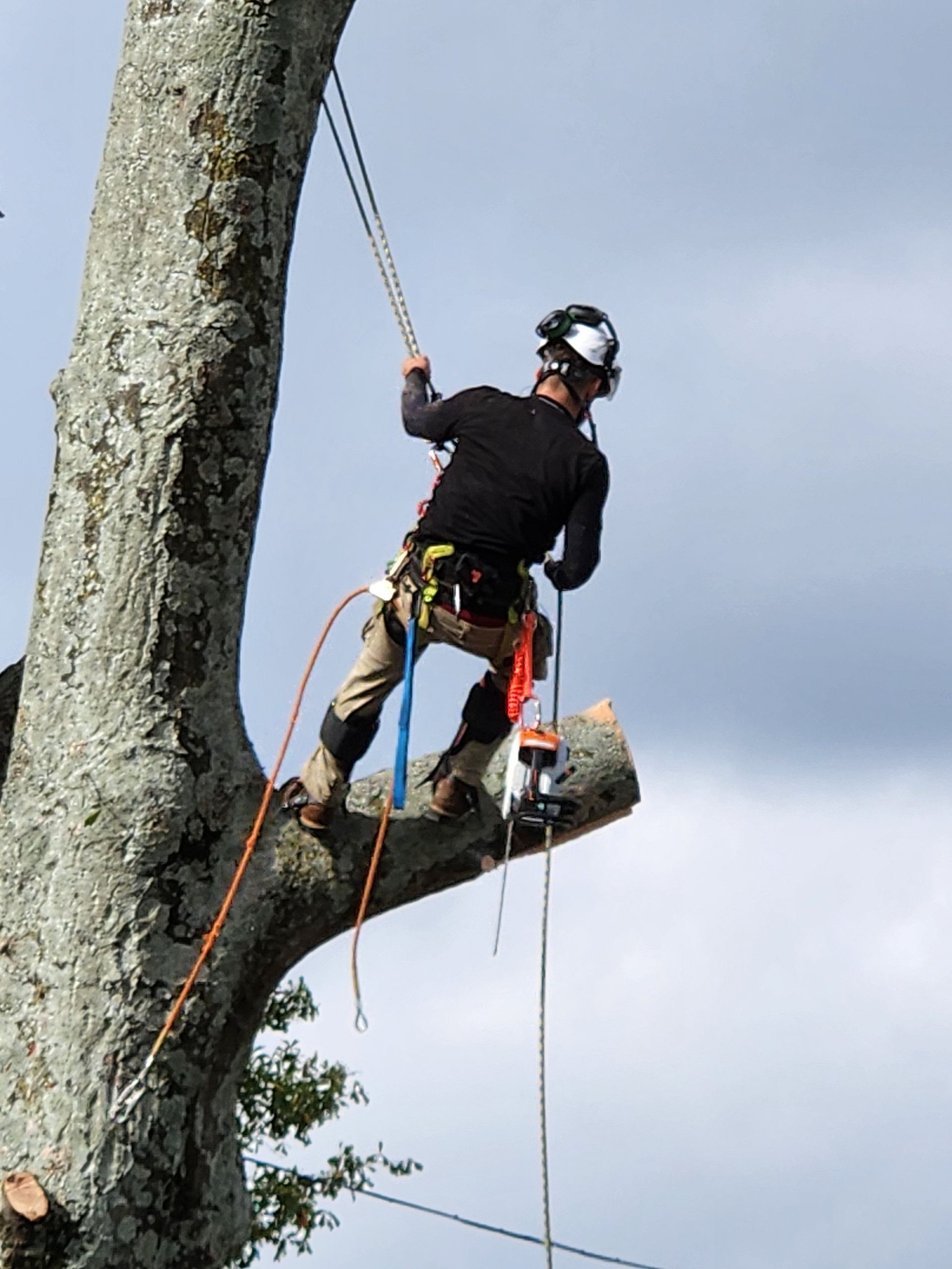 Tree Removal Services Images Two | Gainesville, GA | Gordon Pro Tree Service