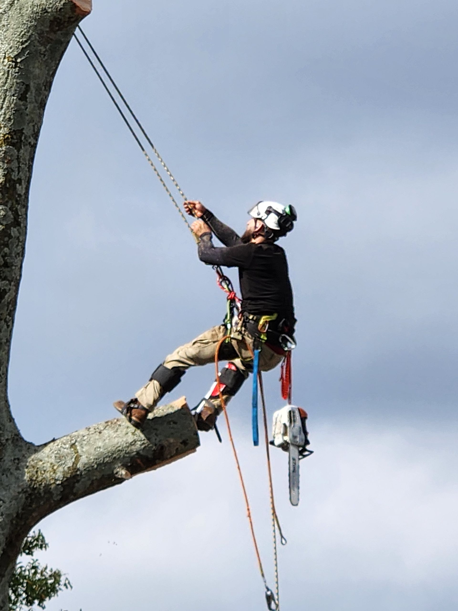 Tree Removal Services Images One | Gainesville, GA | Gordon Pro Tree Service
