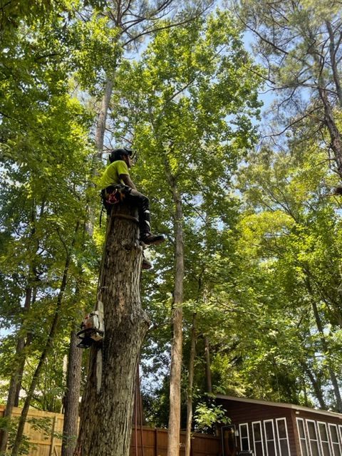 Tree Trimming and Pruning Services Image Three | Gainesville, GA | Gordon Pro Tree Service