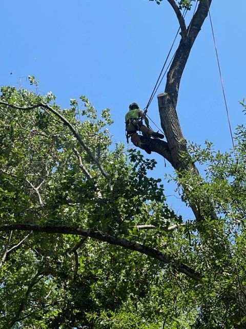 Tree Trimming and Pruning Services Image Two | Gainesville, GA | Gordon Pro Tree Service
