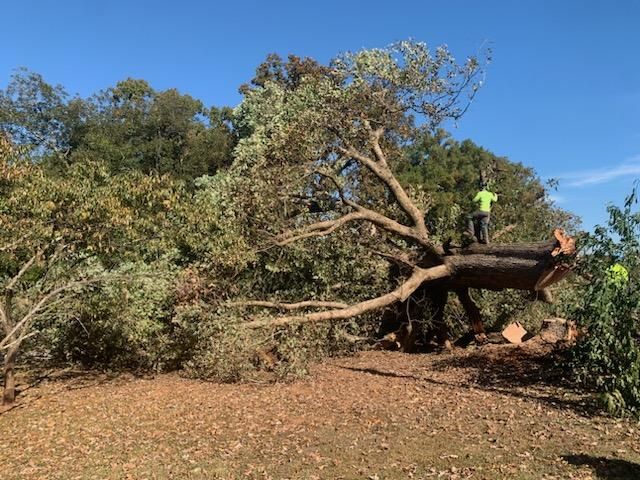 Tree Removal Services Images Twelve | Gainesville, GA | Gordon Pro Tree Service