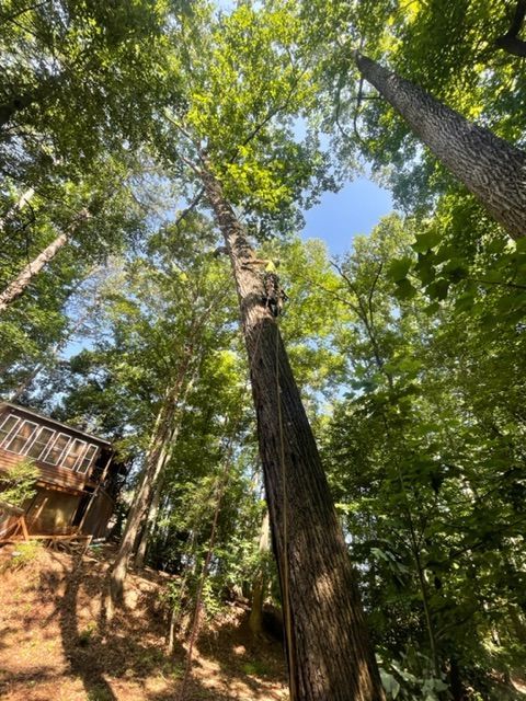 Tree Trimming and Pruning Services Image Four | Gainesville, GA | Gordon Pro Tree Service