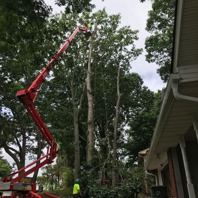 Tree Trimming and Pruning Services Image Seven | Gainesville, GA | Gordon Pro Tree Service