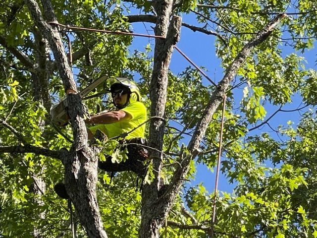 Tree Trimming and Pruning Services Image Six | Gainesville, GA | Gordon Pro Tree Service