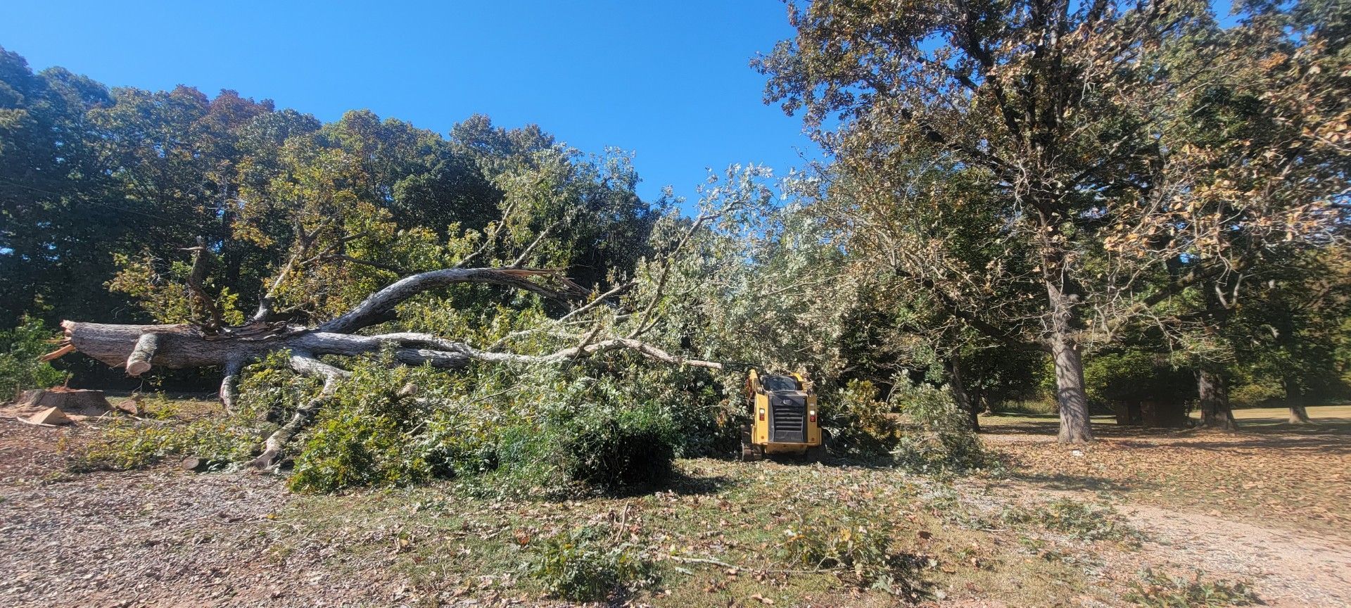 Tree Removal Services Images Eleven | Gainesville, GA | Gordon Pro Tree Service