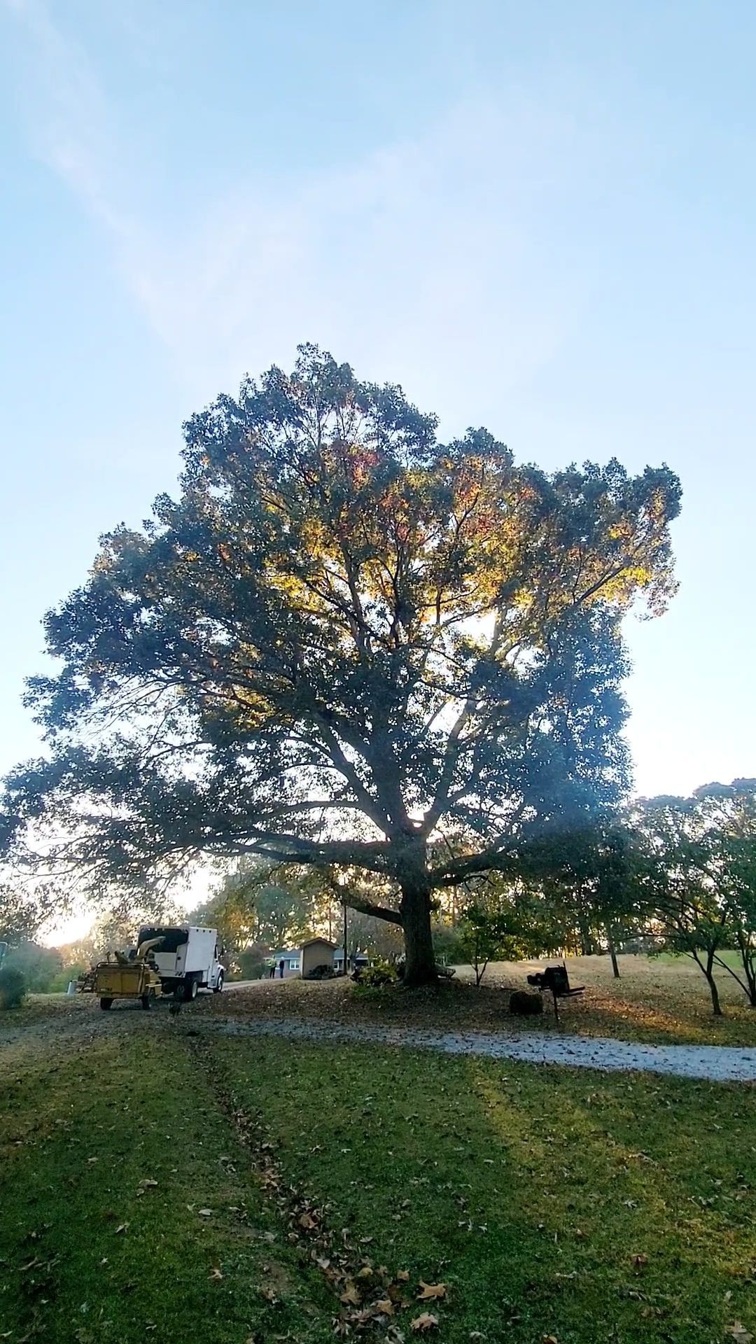 Tree Removal Services Images Thirteen | Gainesville, GA | Gordon Pro Tree Service