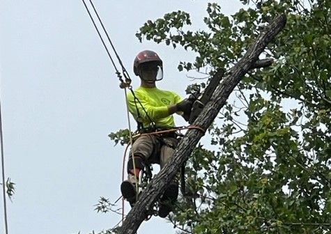 Tree Removal Services Images Five | Gainesville, GA | Gordon Pro Tree Service
