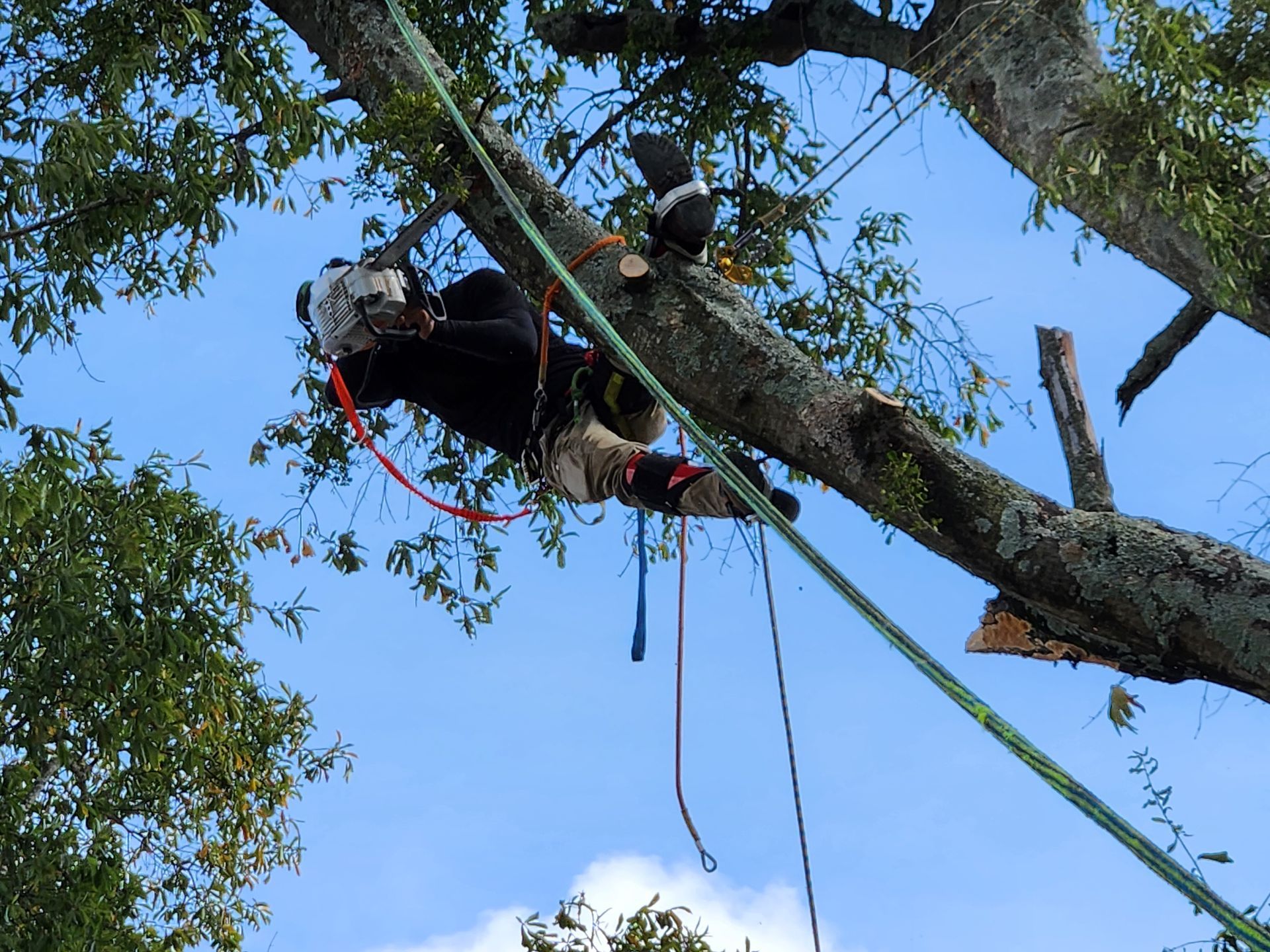 Tree Removal Services Images Seven | Gainesville, GA | Gordon Pro Tree Service