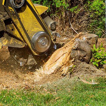 Stump Removal — Gainesville, GA — Gordon Pro Tree Service