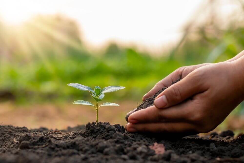 The Benefits of Planting Trees