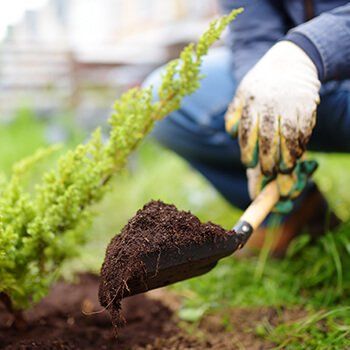 Tree Planting — Gainesville, GA — Gordon Pro Tree Service