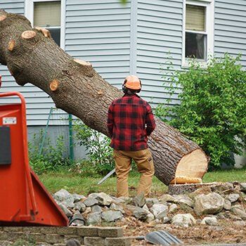 Tree Removal — Gainesville, GA — Gordon Pro Tree Service