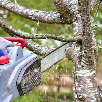Tree Trimming — Gainesville, GA — Gordon Pro Tree Service