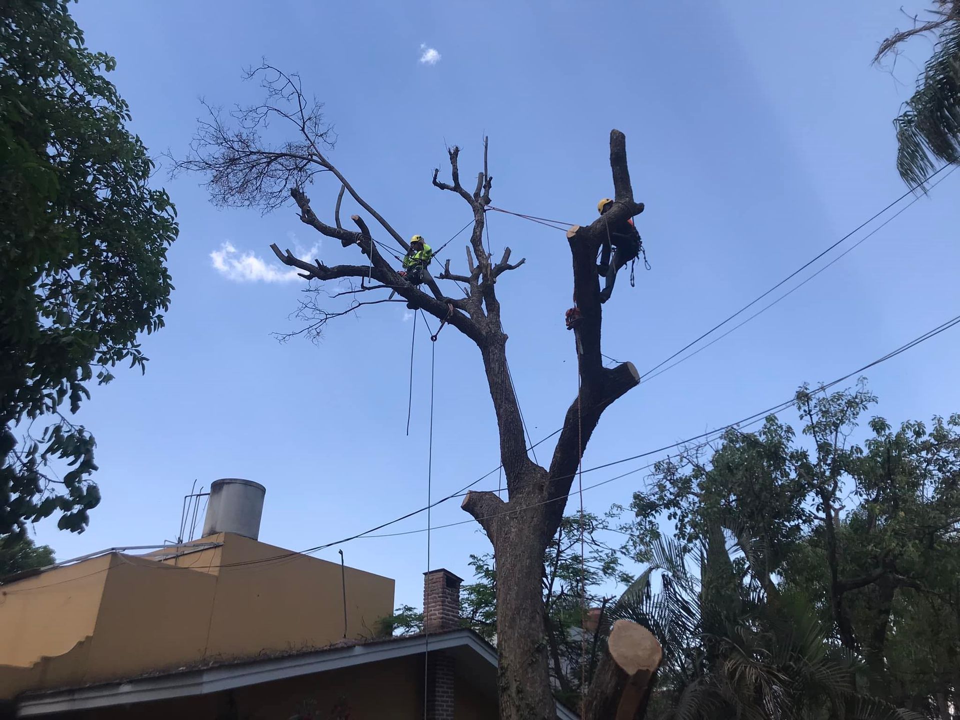 Arborista certificado inspeccionando un árbol