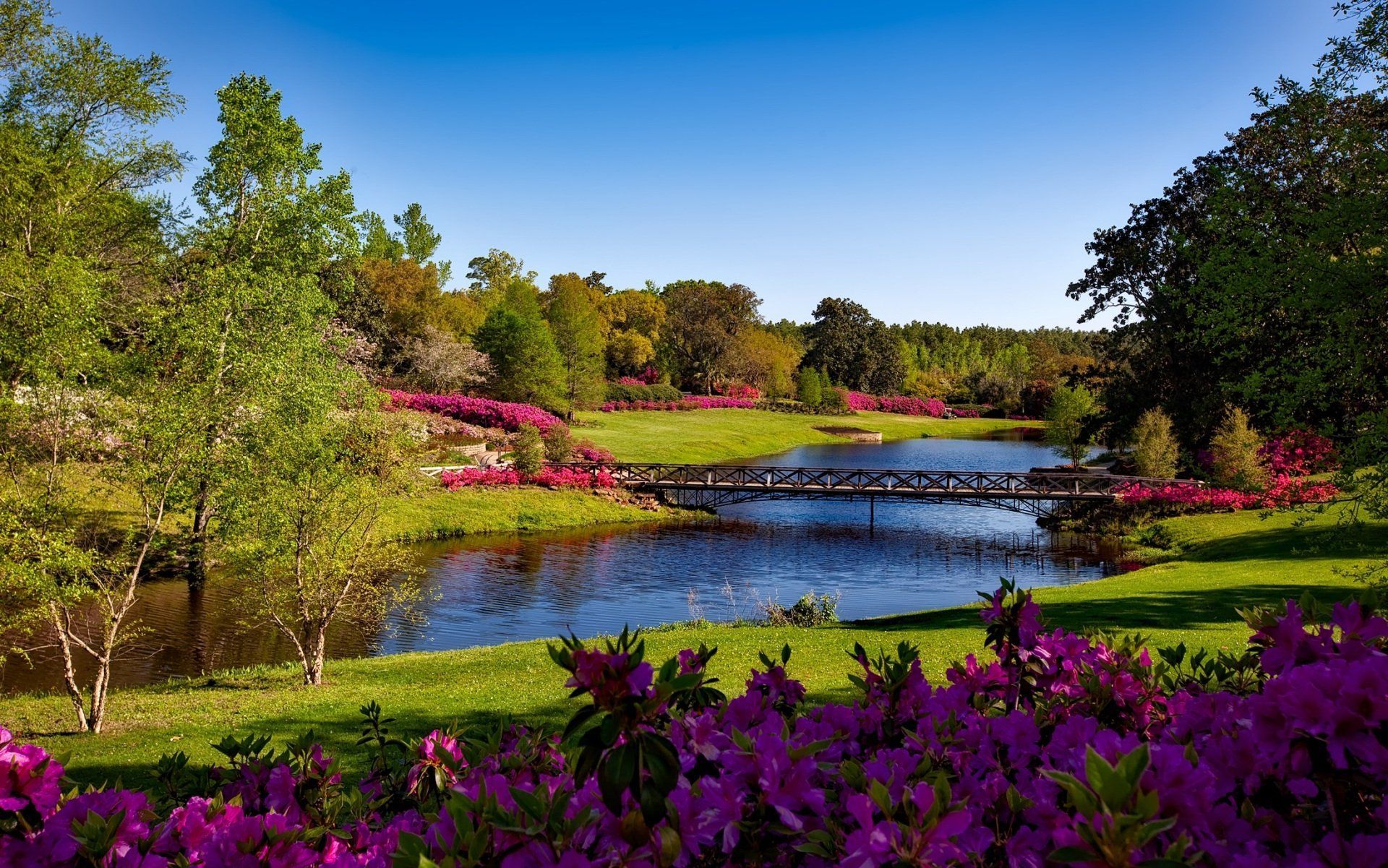 Scenic view of a lake with a wooden bridge, surrounded by trees, green grass, and pink/purple azaleas under a clear blue sky.