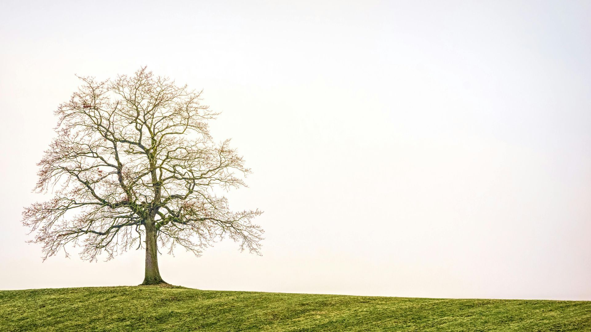 Bare tree on a grassy hill against a bright, hazy sky.