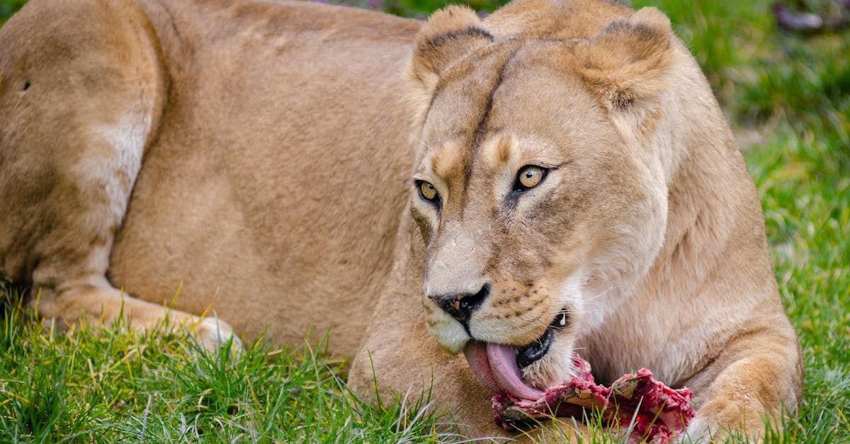 Lioness lying in grass, licking a piece of meat; brown fur, green background.