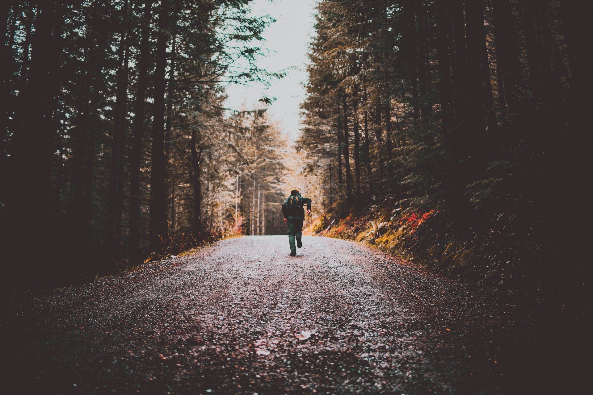 Person walking away on a road through a dark forest. Trees line the path, with a bright sky visible.