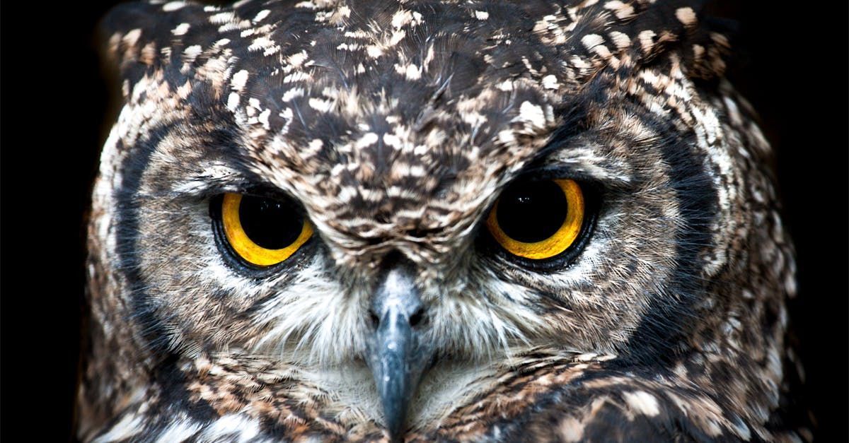 Close-up of owl with brown and white mottled feathers, focused yellow eyes, and a stern expression.