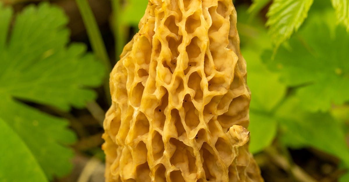 Yellow morel mushroom with a honeycomb-like cap, surrounded by green leaves.