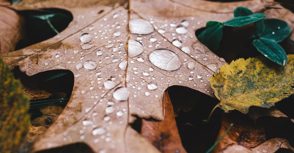 Brown leaf with water droplets, surrounded by yellow and green leaves.
