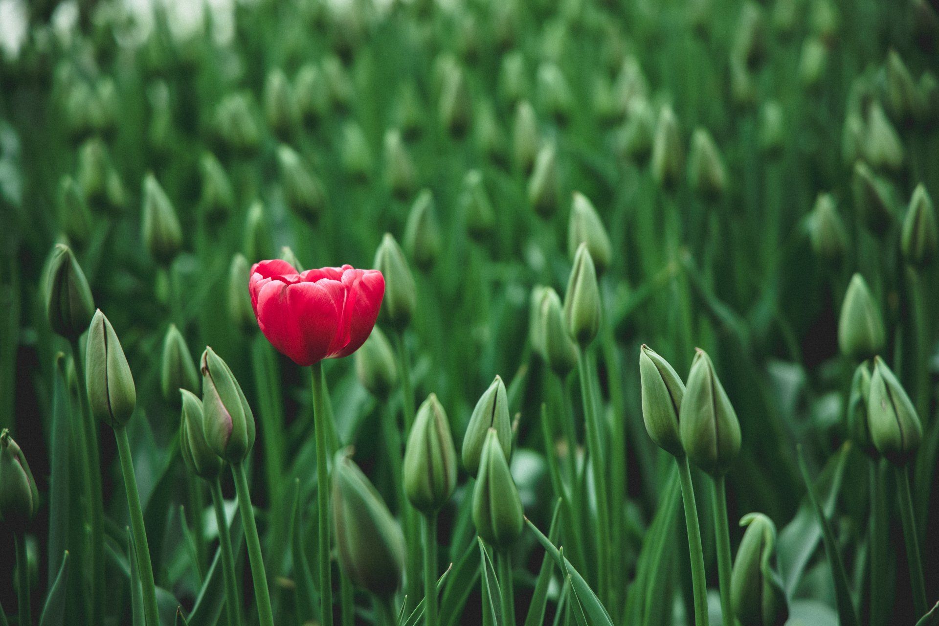Red tulip blooming amidst closed green tulip buds.