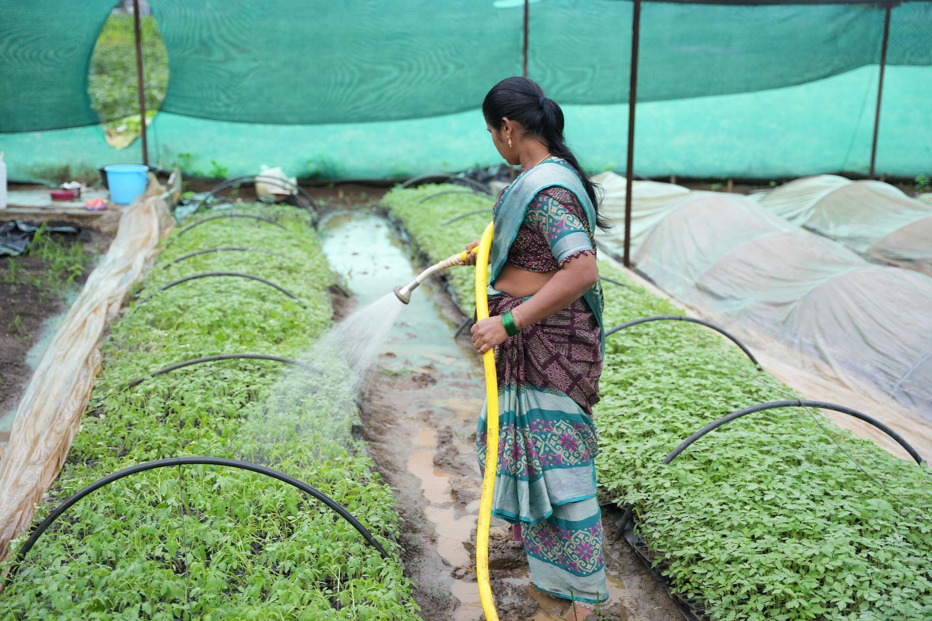 Woman in sari waters plants in a greenhouse, using a yellow hose.
