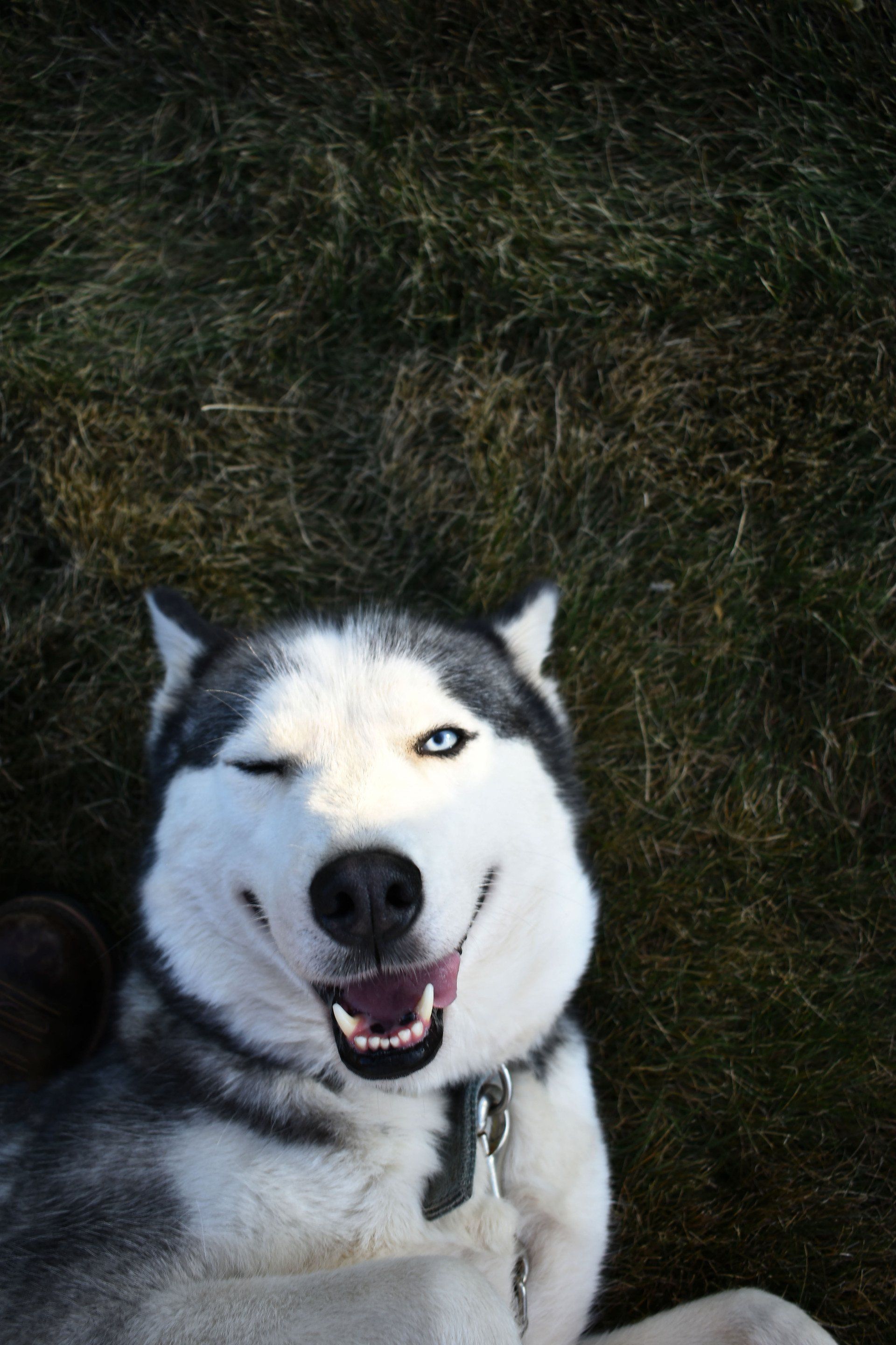 Happy husky dog winking on green grass, black and white fur, blue eyes.