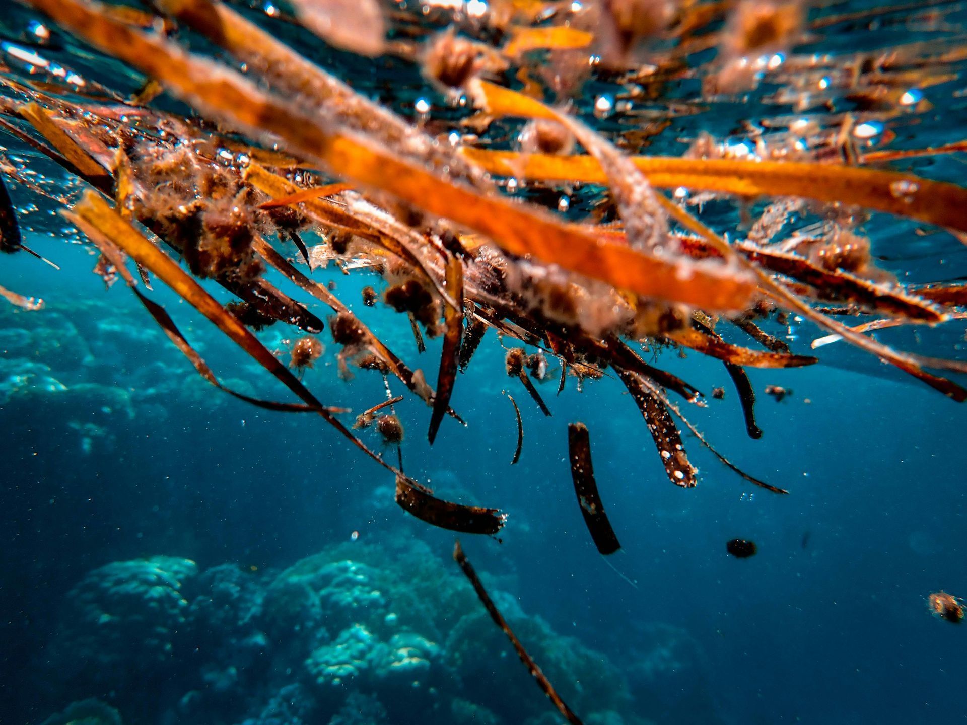 Underwater shot of brown seaweed floating, with blue water and rocks in the background.