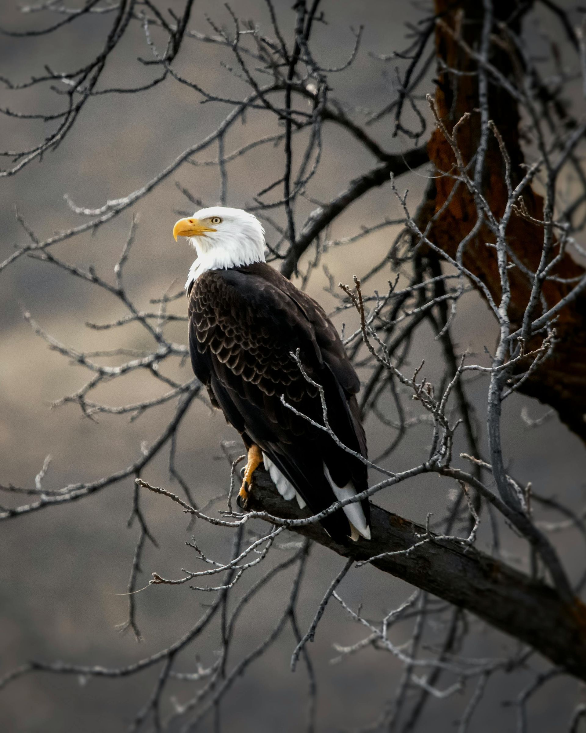 Bald eagle with white head and dark body perched on a bare tree branch.
