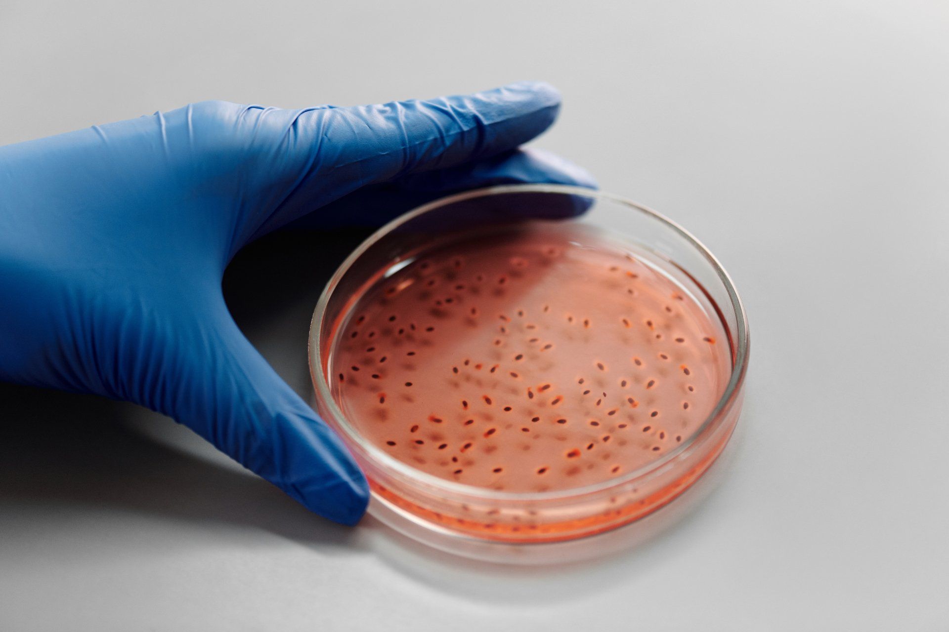 Blue-gloved hand holding a petri dish with pink agar and many small, red bacterial colonies.