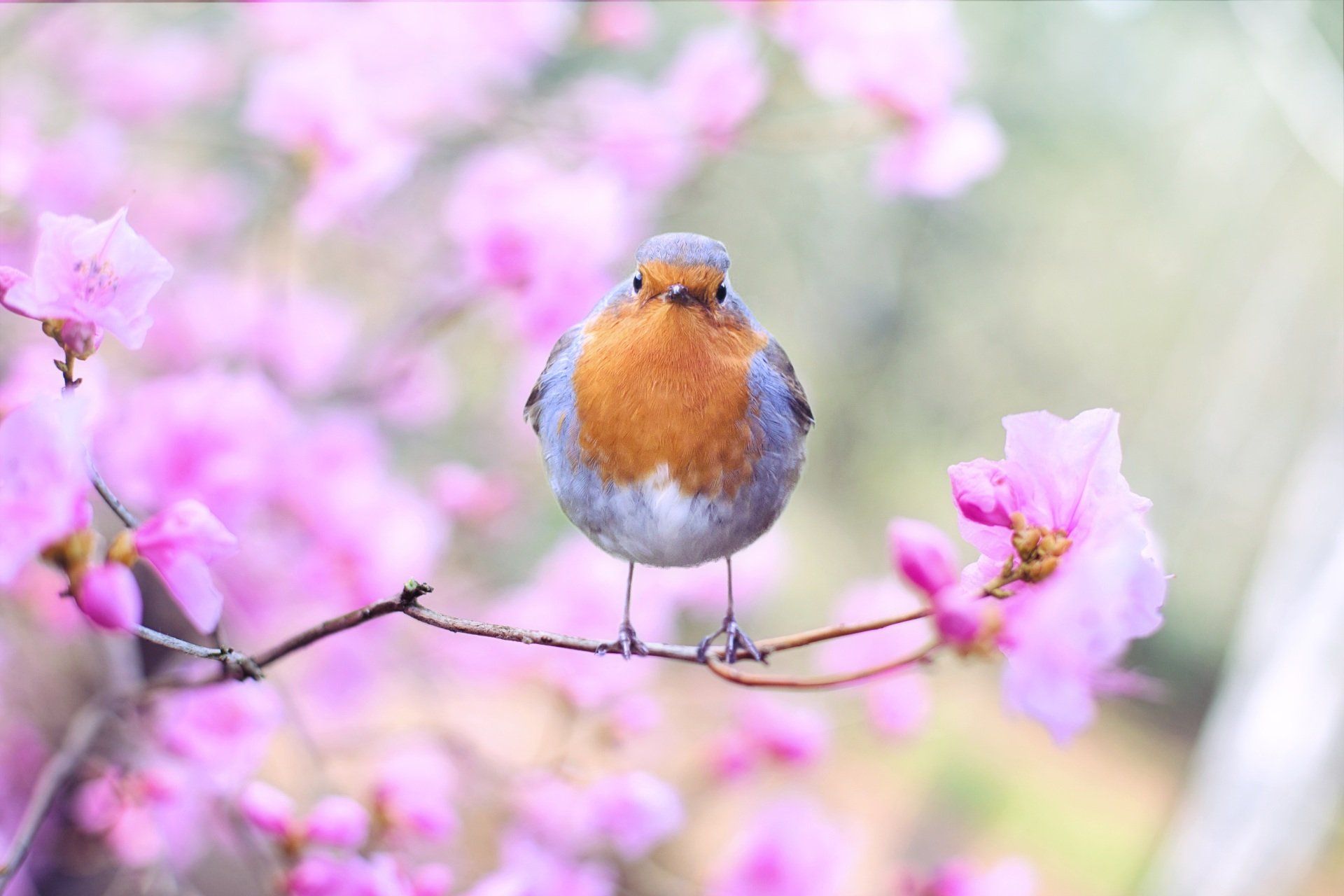 European robin with orange breast perched on a branch surrounded by pink flowers.