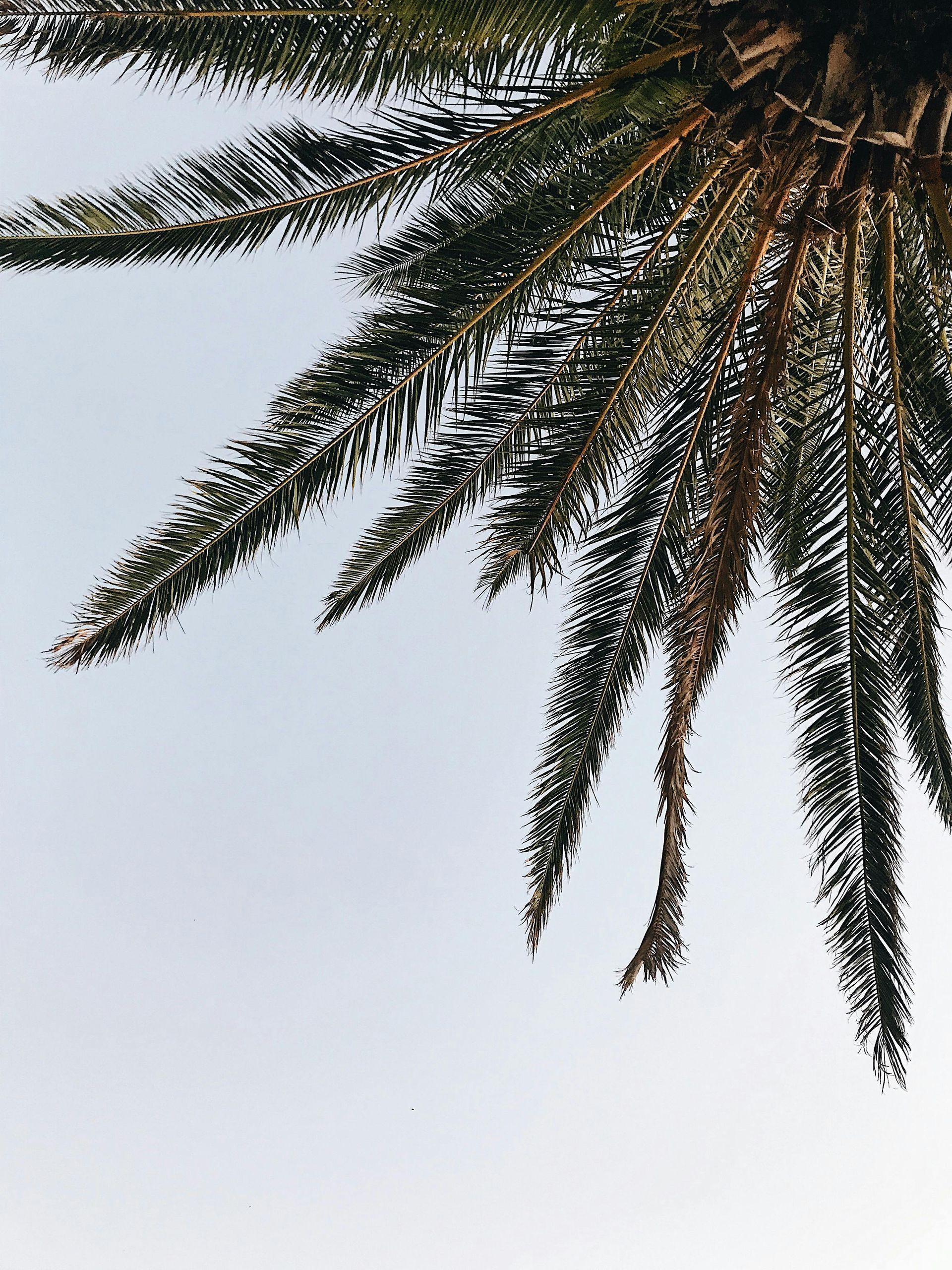 Palm tree fronds against a light blue sky.