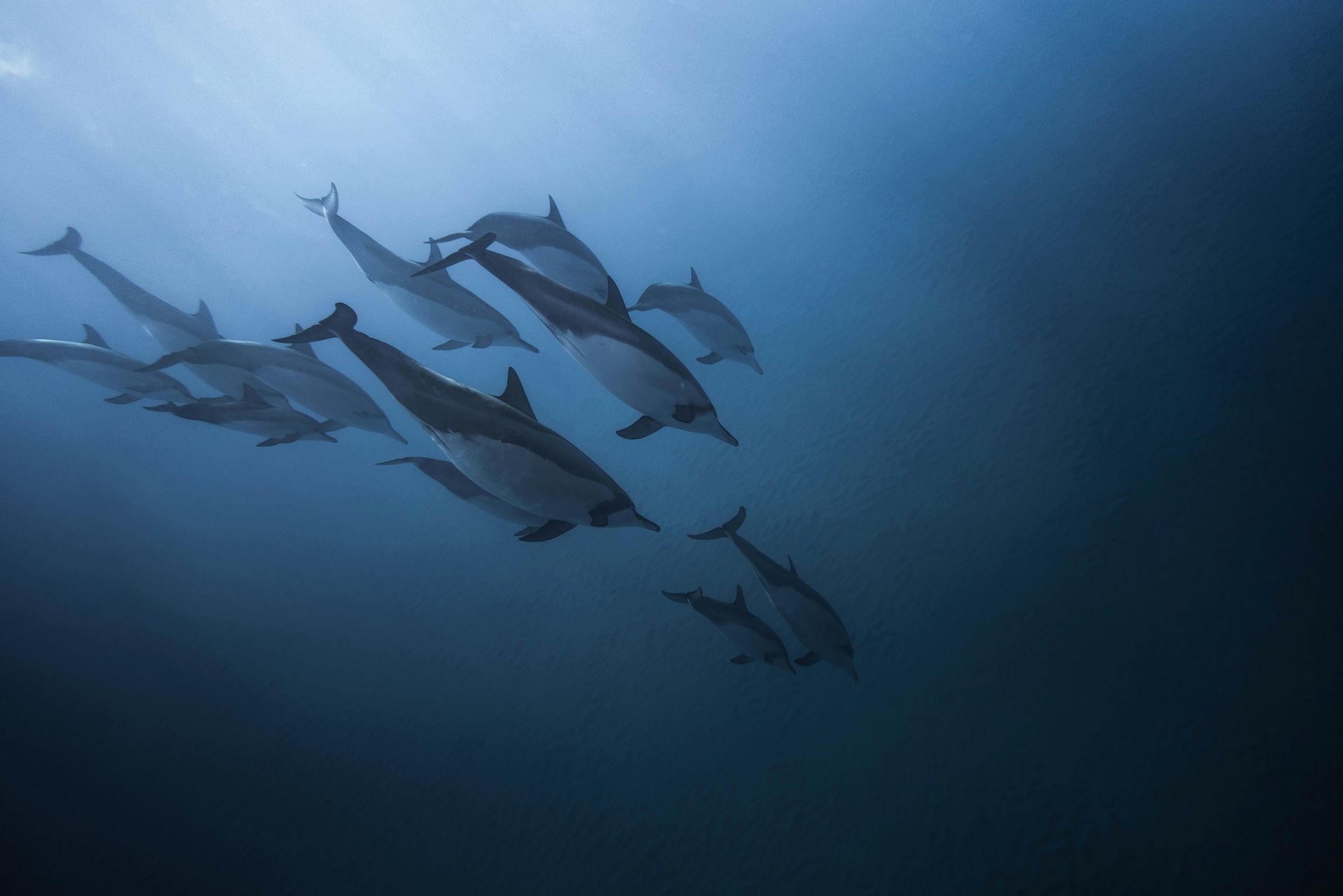 A pod of dolphins swims underwater, lit by sunlight filtering from above.