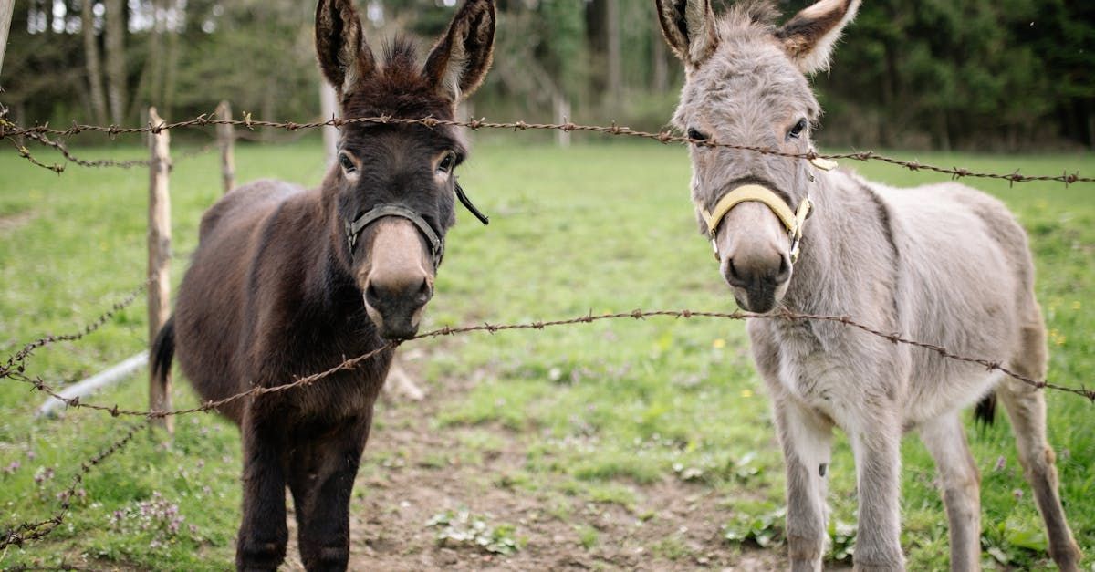 Two donkeys, one brown and one gray, standing behind a barbed wire fence in a grassy field.