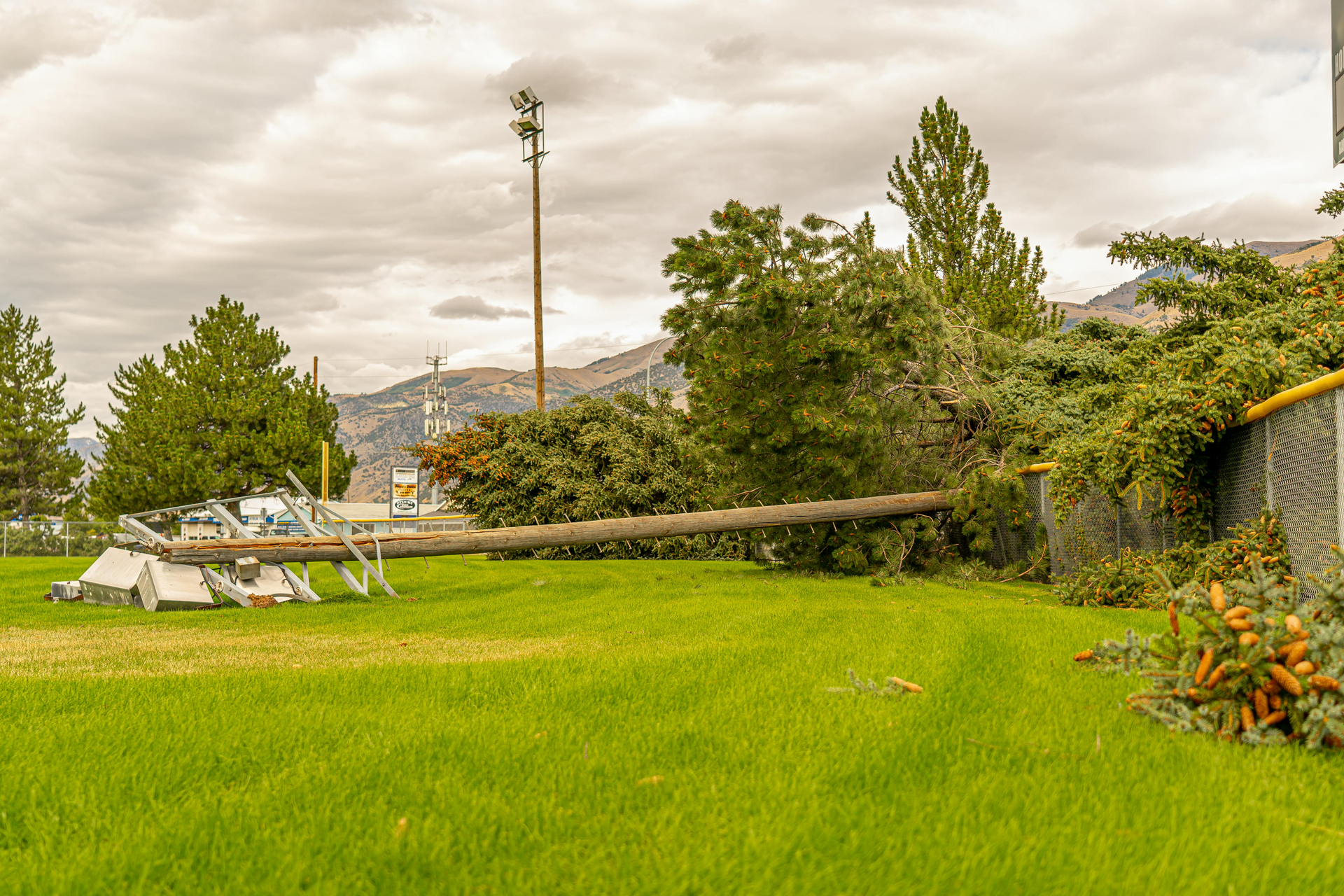 Fallen tree on a green lawn, near a fence, under a cloudy sky. A cell tower is in the background.