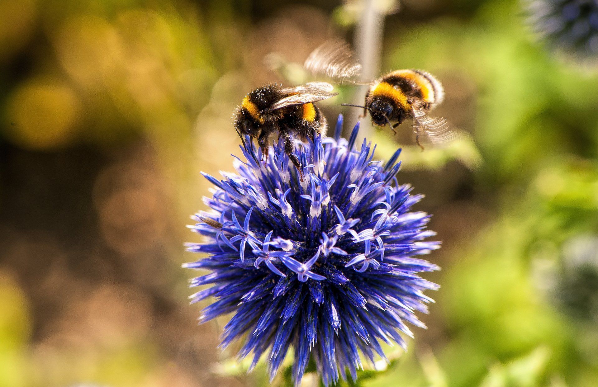 Two bumblebees on a spiky blue flower, one landing, one flying; outdoors, sunny.