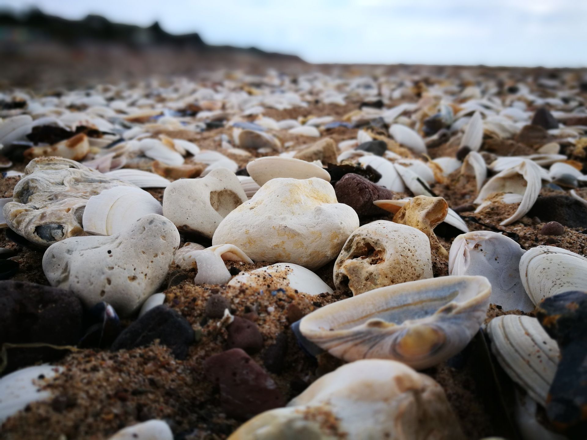 Close-up of a sandy beach covered in scattered seashells and rocks, under a cloudy sky.