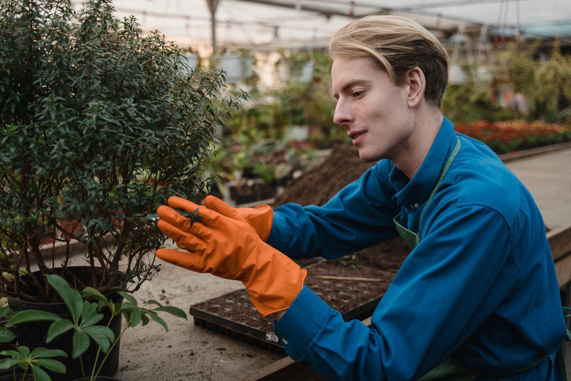 Man in blue shirt and orange gloves tending to a potted plant in a greenhouse.