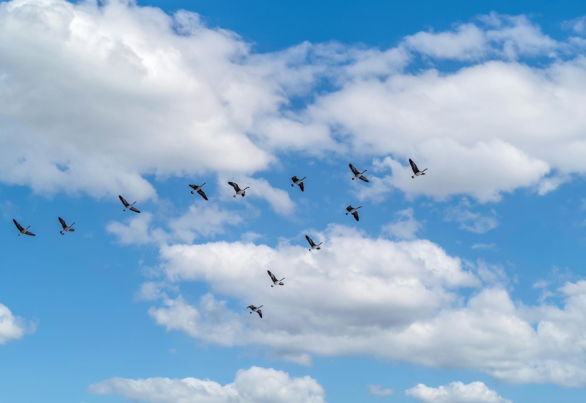 Flock of dark birds flying in a V-formation against a blue sky with white, fluffy clouds.